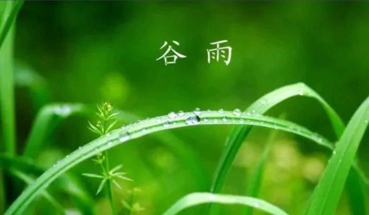 谷雨丨雨生百谷
